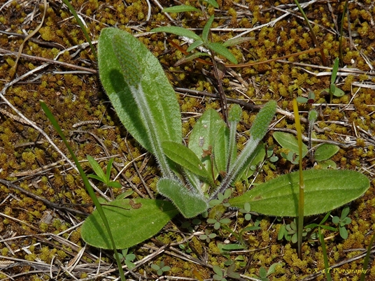 {Plantago virginica}